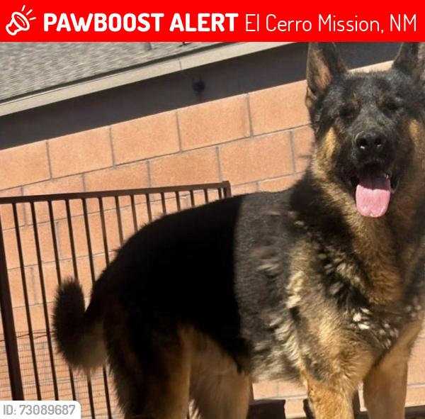 Lost Male Dog last seen Avenida, El Cerro Mission, NM 87031