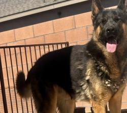 Lost Male Dog last seen Avenida, El Cerro Mission, NM 87031