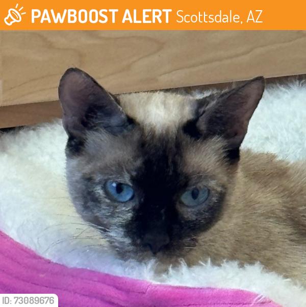 Found/Stray Female Cat last seen 144th Street and Lone Mountain, Scottsdale, AZ 85262