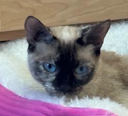 Found/Stray Female Cat last seen 144th Street and Lone Mountain, Scottsdale, AZ 85262