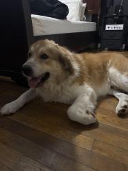 Found/Stray Male Dog last seen Rosedale and Hazelwood, Sherman, TX 75090