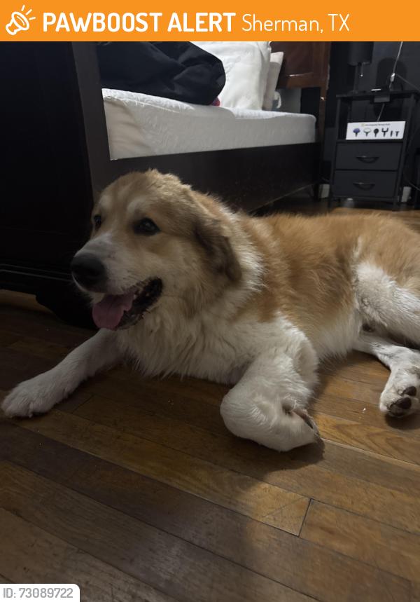 Found/Stray Male Dog last seen Rosedale and Hazelwood, Sherman, TX 75090