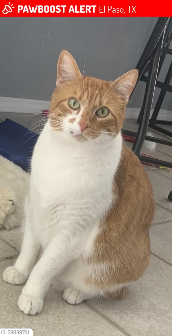 Lost Female Cat last seen Loma Del Norte Dr, El Paso, TX 79934