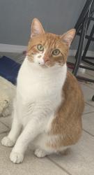 Lost Female Cat last seen Loma Del Norte Dr, El Paso, TX 79934