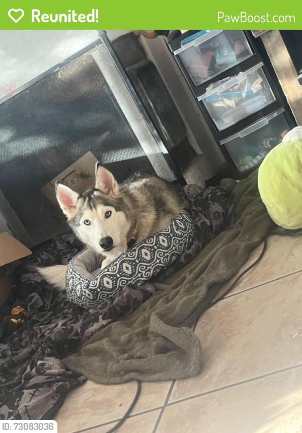 Reunited Female Dog last seen York street and A street, Napa, CA 94559