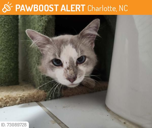 Found/Stray Male Cat last seen Herrin Ave, Erskine Ave, Charlotte, NC 28205