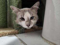 Found/Stray Male Cat last seen Herrin Ave, Erskine Ave, Charlotte, NC 28205