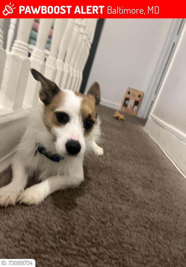 Lost Male Dog last seen Clifton ave and smallwood, Baltimore, MD 21217