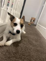 Lost Male Dog last seen Clifton ave and smallwood, Baltimore, MD 21217