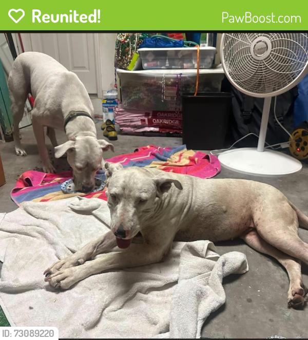 Reunited Male Dog last seen SE Landfill Hillsborough County, Lithia, FL 33547