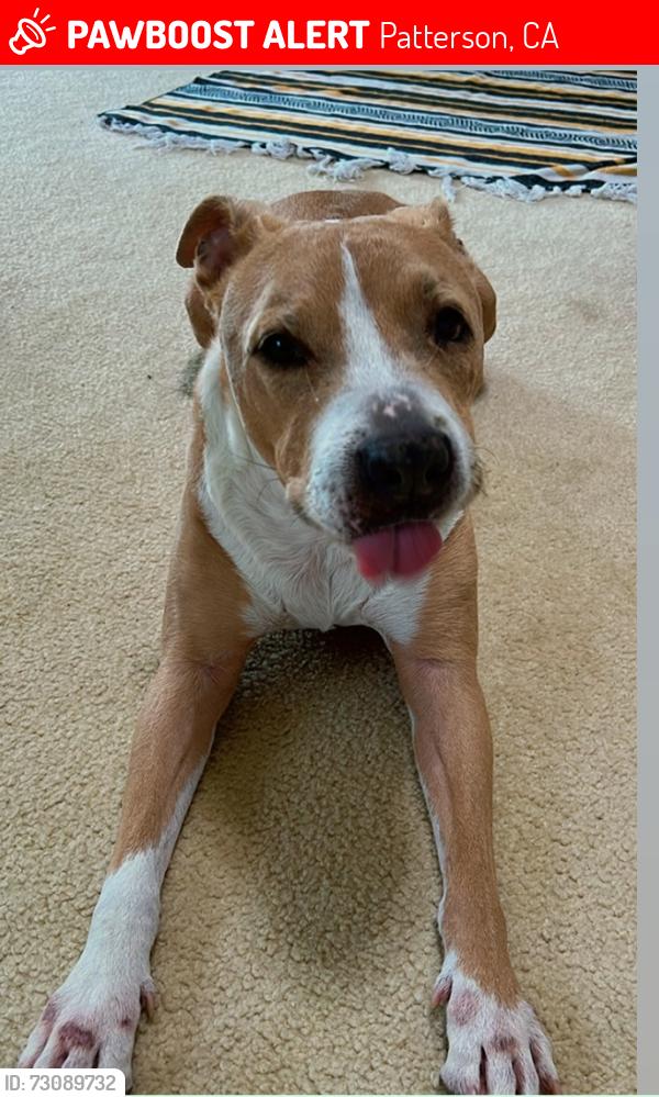 Lost Male Dog last seen Near Red Robin Drive, Patterson, CA 95363