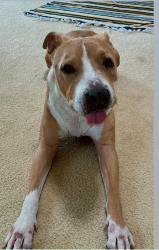 Lost Male Dog last seen Near Red Robin Drive, Patterson, CA 95363