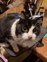 Found/Stray Unknown Cat last seen Continental Drive and Chatsworth Way, Reynoldsburg OH 43068, Columbus, OH 43068