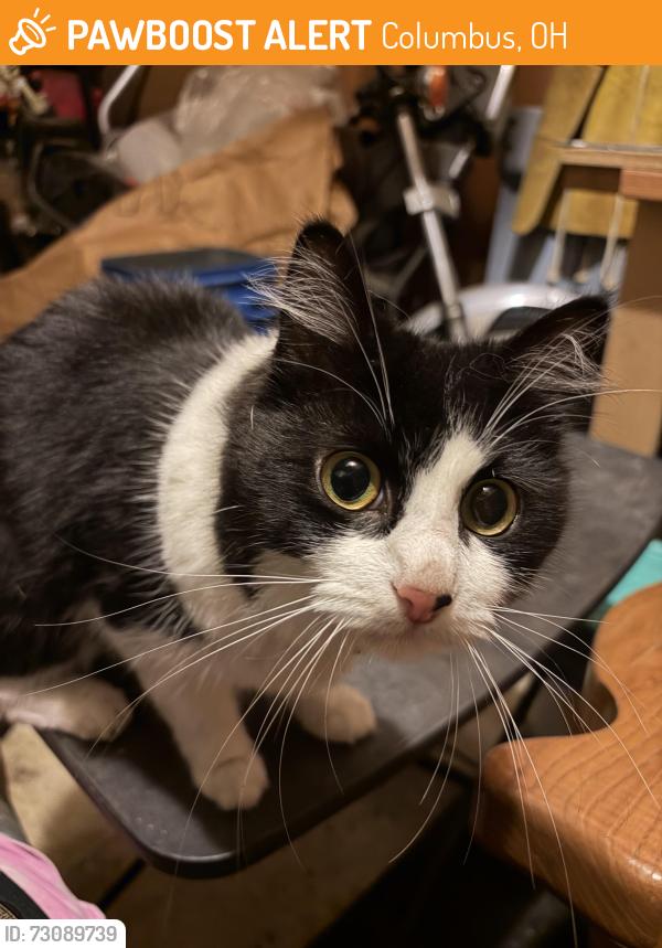 Found/Stray Unknown Cat last seen Continental Drive and Chatsworth Way, Reynoldsburg OH 43068, Columbus, OH 43068