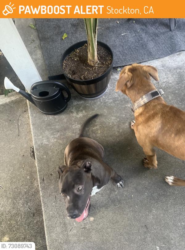 Found/Stray Male Dog last seen Lanark, Stockton, CA 95210