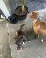 Found/Stray Male Dog last seen Lanark, Stockton, CA 95210
