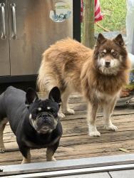 Reunited Female Dog last seen Sedgwick Ave and McLean Ave , Yonkers, NY 10705