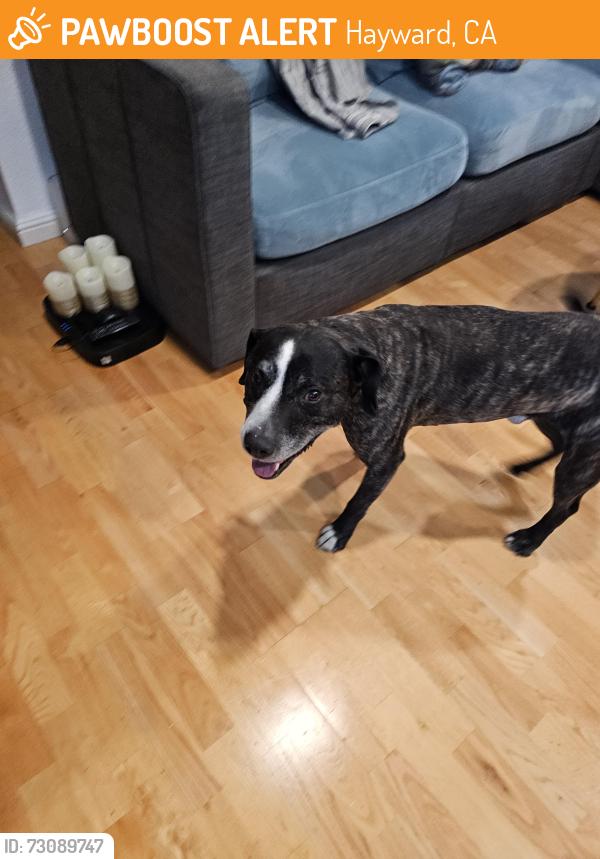 Found/Stray Male Dog last seen Ruus Park, Hayward, CA 94544