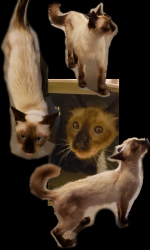 Found/Stray Unknown Cat last seen Near N Pine Hills Rd, Orlando, FL 32808, Orlando, FL 32808