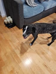 Found/Stray Male Dog last seen Ruus Park, Hayward, CA 94544