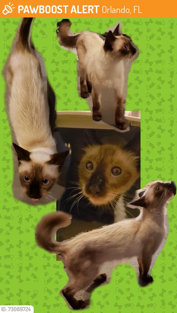 Found/Stray Unknown Cat last seen Near N Pine Hills Rd, Orlando, FL 32808, Orlando, FL 32808