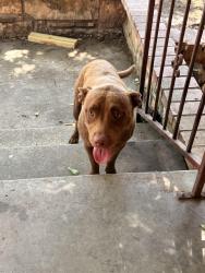 Found/Stray Unknown Dog last seen Rutland Ave Street 761333, Fort Worth, TX 76133