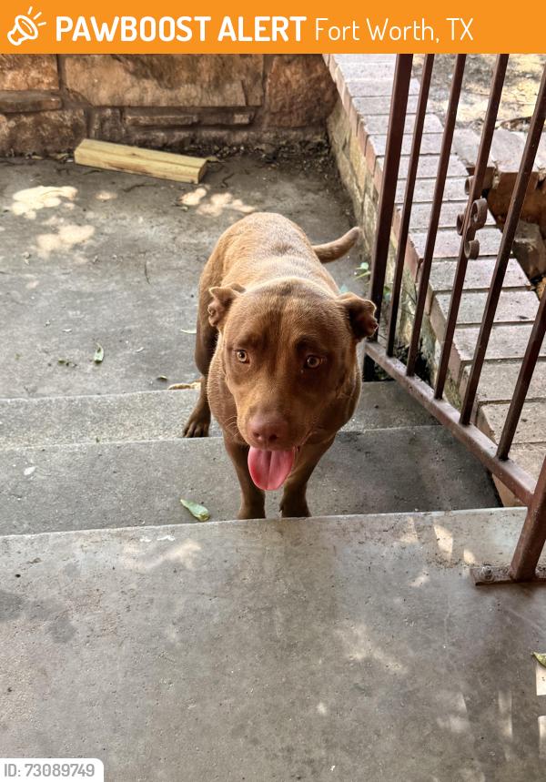 Found/Stray Unknown Dog last seen Rutland Ave Street 761333, Fort Worth, TX 76133