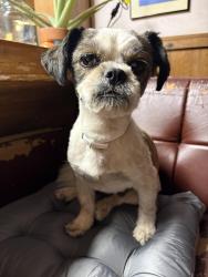 Found/Stray Male Dog last seen Isleta on ramp exit 317, South Valley, NM 87105