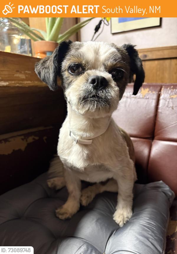 Found/Stray Male Dog last seen Isleta on ramp exit 317, South Valley, NM 87105