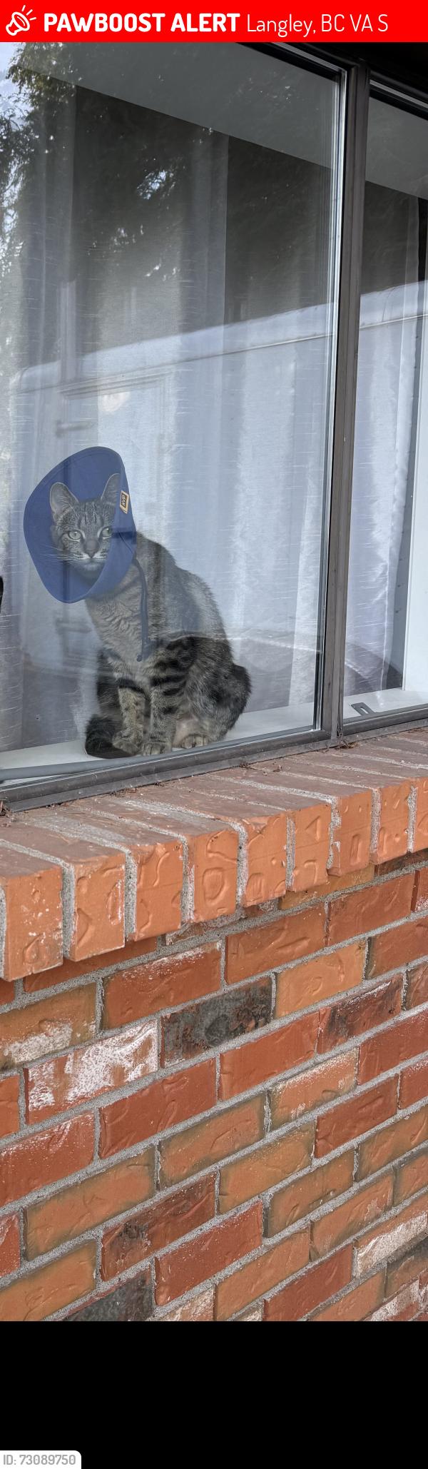 Lost Female Cat last seen Near 202 st, Langley, BC V3A 1S1
