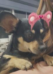 Reunited Female Dog last seen Near th ave and thomas, Phoenix, AZ 85033