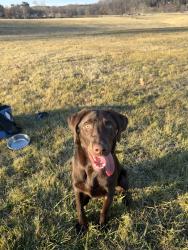 Lost Male Dog last seen Peregrine dr, Burke, VA 22015