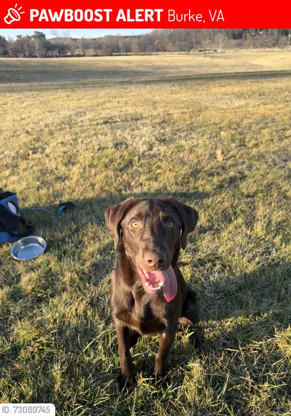 Lost Male Dog last seen Peregrine dr, Burke, VA 22015