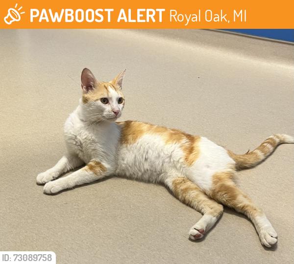 Found/Stray Male Cat last seen Crooks & 14 Mile Rd, Royal Oak, MI 48073