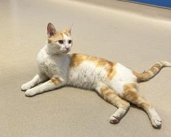 Found/Stray Male Cat last seen Crooks & 14 Mile Rd, Royal Oak, MI 48073