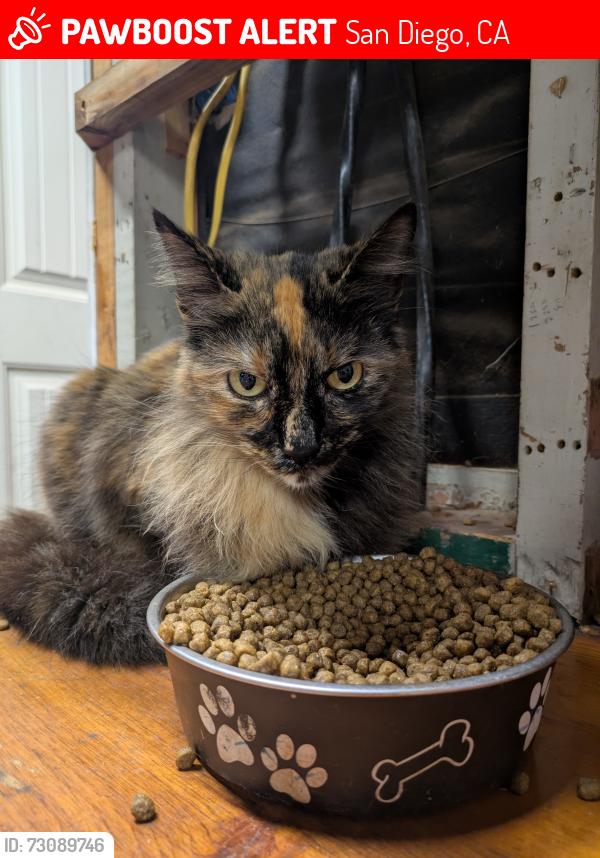 Lost Female Cat last seen Springfield st near radio and Mallard, San Diego, CA 92114