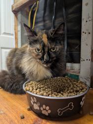 Lost Female Cat last seen Springfield st near radio and Mallard, San Diego, CA 92114
