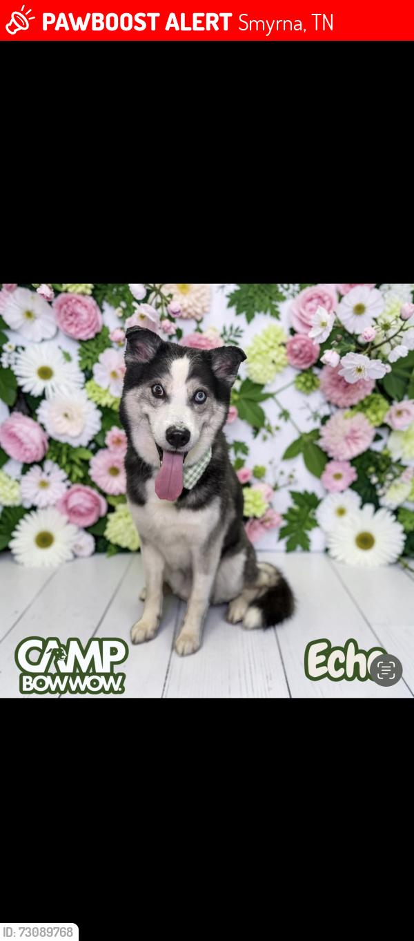 Lost Male Dog last seen Near dellwood dr, Smyrna, TN 37167