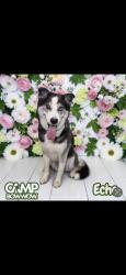 Lost Male Dog last seen Near dellwood dr, Smyrna, TN 37167