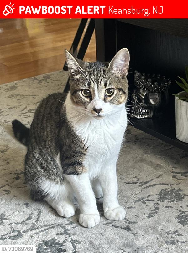 Lost Male Cat last seen Keansburg , Keansburg, NJ 07734