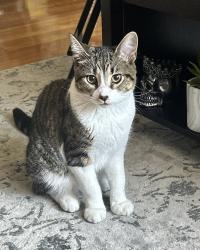 Lost Male Cat last seen Keansburg , Keansburg, NJ 07734