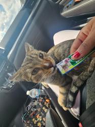 Reunited Male Cat last seen holly and exposition, Denver, CO 80246