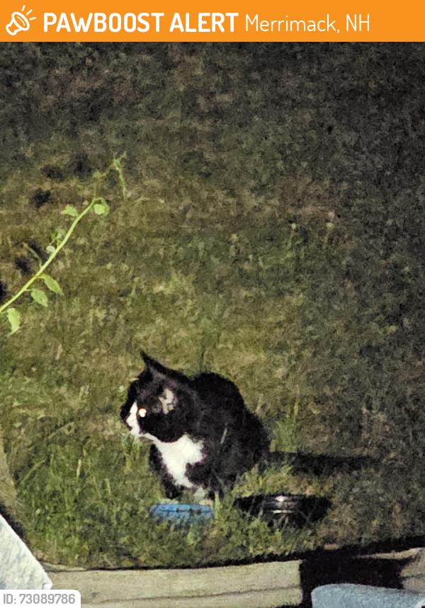 Found/Stray Unknown Cat last seen Shady ln, Merrimack, NH 03054