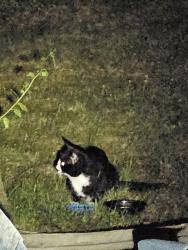 Found/Stray Unknown Cat last seen Shady ln, Merrimack, NH 03054