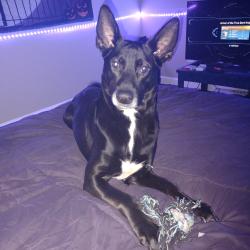 Lost Male Dog last seen Near Rivergate Drive, Spring, TX 77373