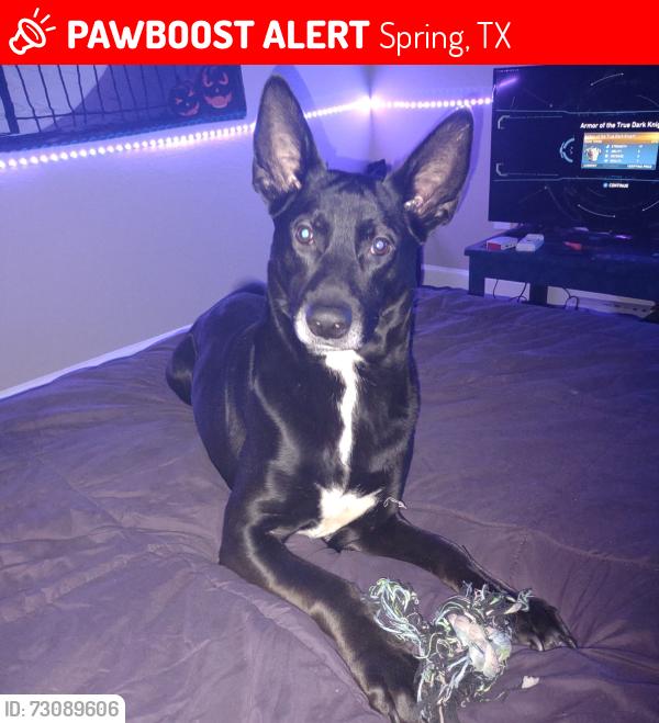 Lost Male Dog last seen Near Rivergate Drive, Spring, TX 77373