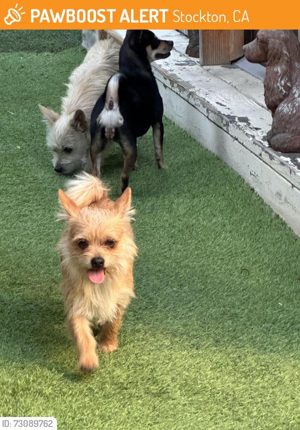 Found/Stray Male Dog last seen Round valley circle, Stockton, CA 95207