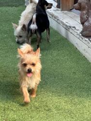 Found/Stray Male Dog last seen Round valley circle, Stockton, CA 95207