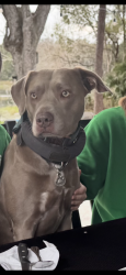 Reunited Female Dog last seen Pleasant oak trail Osteen Florida, Oakdale, FL 32764