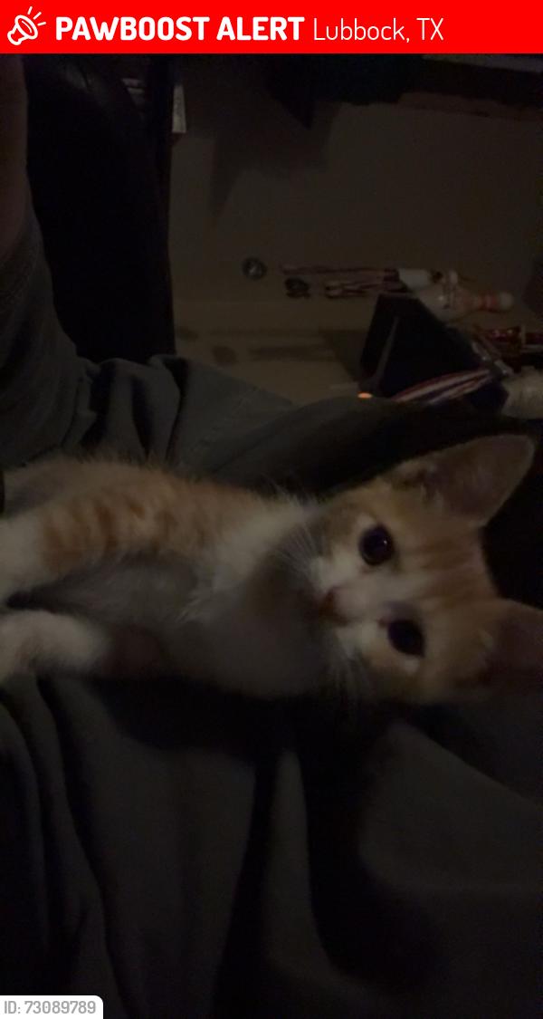 Lost Female Cat last seen 34th and indiana, Lubbock, TX 79410